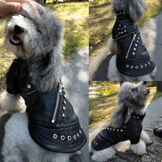 Leather Jacket For Cool Pups